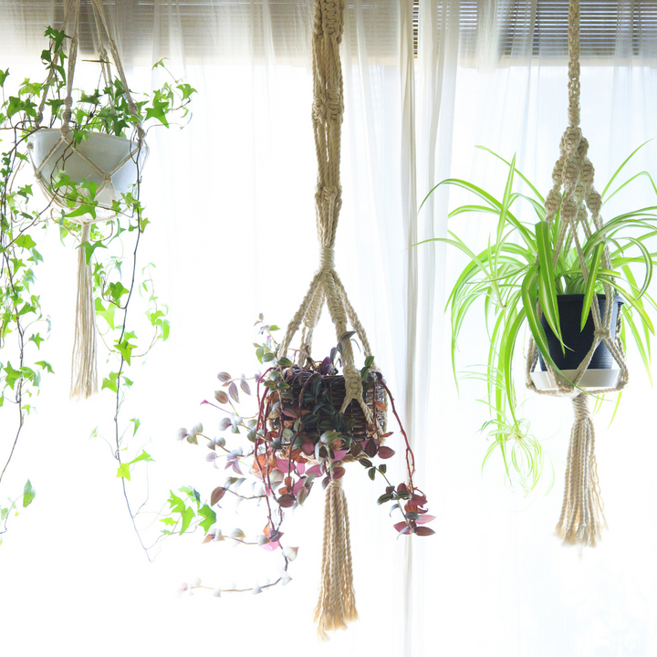 Houseplant Haven: Indoor Oasis